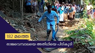 182-മത് രാജവെമ്പാലയെ പിടികൂടി കാട്ടിലേക്ക് വിട്ടയക്കുന്ന വീഡിയോ 182th Kingcobra caught and released