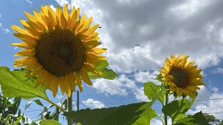 Flores De Girasol Asadas con mantequilla probando #recetas