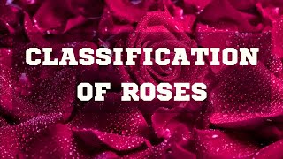 CLASSIFICATION OF ROSES | DIFFERENT TYPES OF ROSES |ROSE VARIETIES | ROSE SPECIES | ROSA |ROSE PLANT