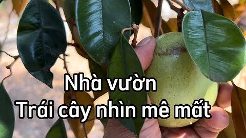 Chị miu giảm giá bán nhà vườn cây trái đủ loại tiện kinh doanh buôn bán ở xã xà bang châu đức bà rịa