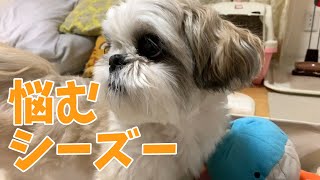 【シーズー】おもちゃ選びに悩みすぎたニコくん