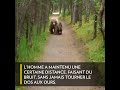 Un Homme Croise Une Famille Ours