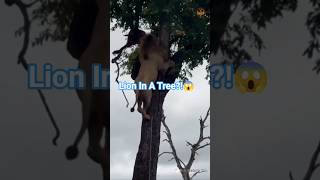 Lion Climbs Tree Like a Giant Predator Gone Wrong 💀🌳