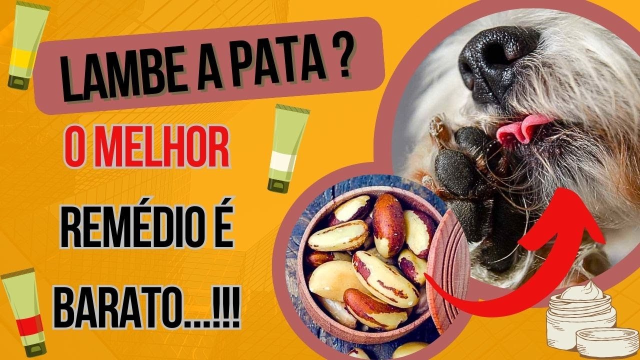 CACHORRO LAMBENDO A PATA O QUE FAZER PARA CICATRIZAR EM CASA CÃO LAMBE ...