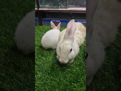 best quality rabbits for sale 9154284045 call me - YouTube