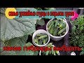 🥒🥒САМЫЕ УРОЖАЙНЫЕ  ОГУРЦЫ в открытом грунте. Какие гибриды выбрать?