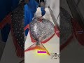 Las características del pez luz de luna Upa #explorar