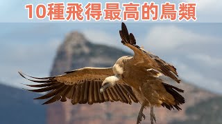 10種飛得最高的鳥類，不僅可以飛越喜馬拉雅山，還可以開啟鷹眼模式俯瞰地球