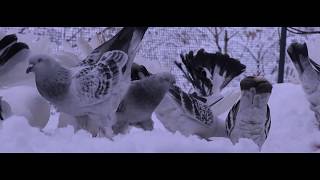 Karın En Güzel Hali Huzur Ve Kümes Teaser -The Most Beautiful Version Of The Abdomen