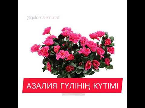 Бейне: Азалия өсімдіктерін көбейту - азалия өсімдіктерін кесінділерден өсіру