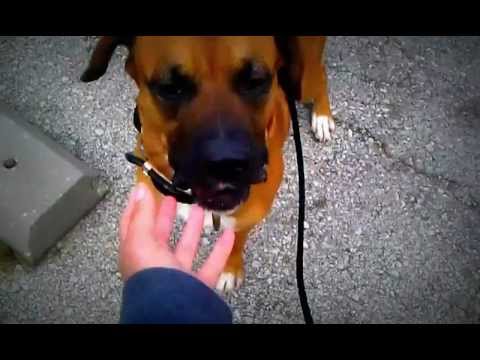 camera iphone 8 plus apk Mr Buster Brown - RESCUED!