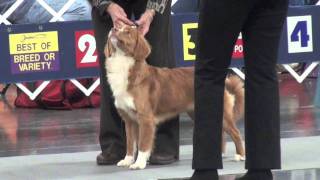 20111210 Onofrio Ridgefield Show - Female Puppy 6-9 months