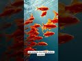 Why Fish Are Smarter Than Humans 🧠 #psychology #facts #weird