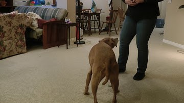 004.00 fading the verbal cue