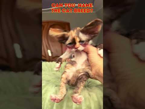 Cutest Cat Breeds - Cutest Kittens - Small cat breed #cutestcatvideos #catbreed