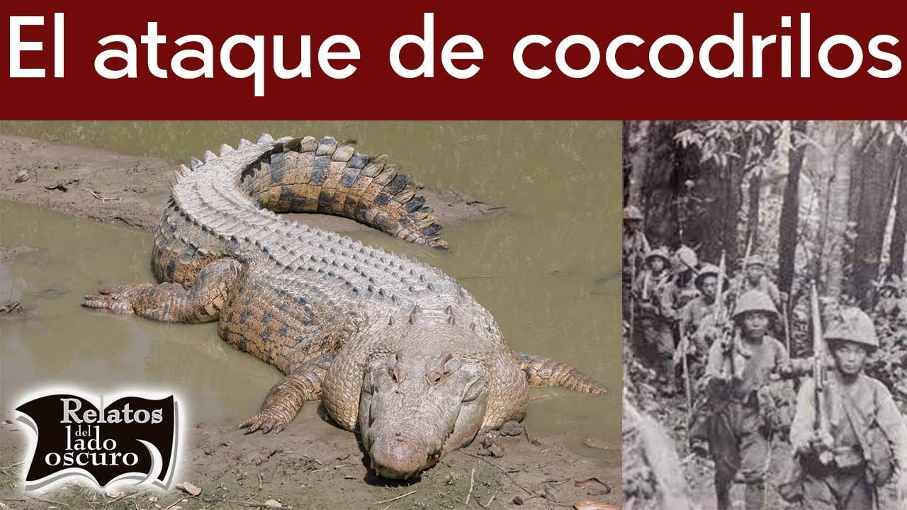 El ataque de cocodrilos más temible de la historia | Relatos del lado oscuro