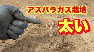 アスパラガス栽培 太いアスパラを育てる大切な春の追肥 22 3 16 Youtube アスパラガス栽培 太いアスパラを育てる大切な春の追肥 22 3 16 Youtube