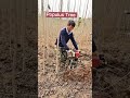 Digging populus tree seedlings  willow family   satisfying short