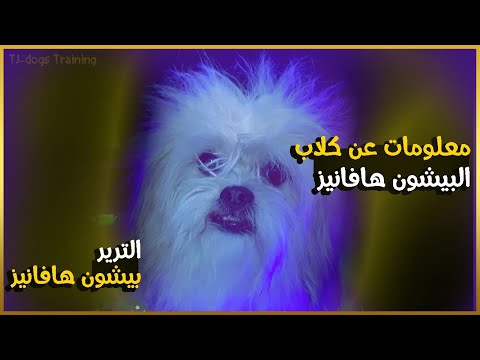 فيديو: الكلب البوليسي