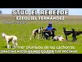 Stud El Rebelde - Galgo vs avestruz