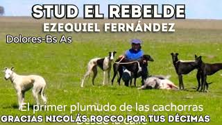 Stud El Rebelde  Galgo vs avestruz