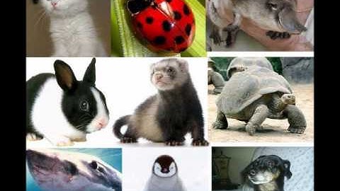 Take the Interactive Animal Test!