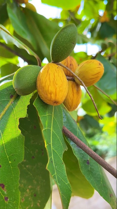 Almond flavored ketapang fruit seeds #ketapang fruit #ketapang seeds