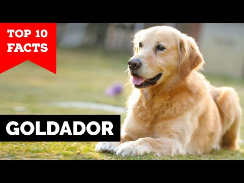 Βίντεο: Goldendoodle