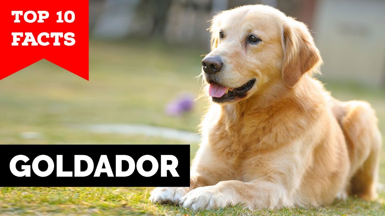 Kruising Labrador Retriever – Alles over de Goldador mix