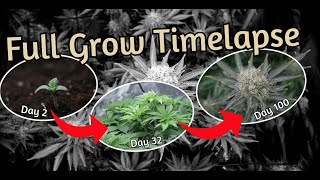 White Berry - Paradise Seeds - Full Grow Timelapse