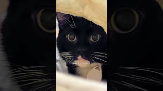 The Impact of Cat Pupil Size