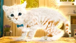 ПРИКЛЮЧЕНИЕ МАЛЕНЬКОГО КОТЕНКА / Мультик про котика для детей / Подарок конфет #ПУРУМЧАТА ПРИКЛЮЧЕНИЕ МАЛЕНЬКОГО КОТЕНКА / Мультик про котика для детей / Подарок конфет #ПУРУМЧАТА