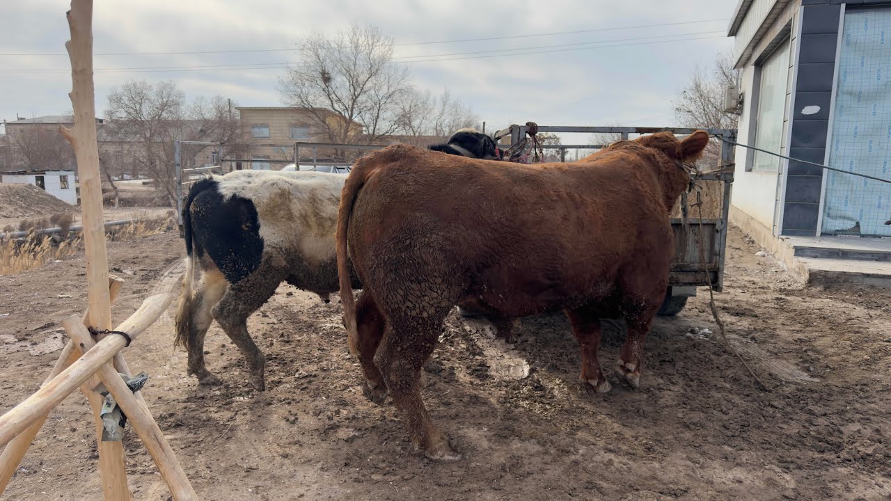 ГУШТ 100 МИНГ СУМ БЕРУНИЙ ГУШТ МАРКАЗИДА КАТТА АКЦИЯ 