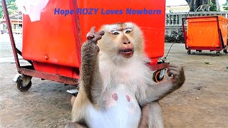 Sweet Mommy Rozy Nearly Giving Her Birth Of Baby Today, Rozy Seems Gets Hurt In Her Belly