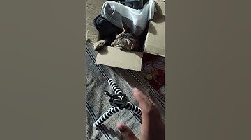 Amazon Basics Gorilla Tripod/Mini Tripod for Mobile Phone Flexible Gorilla Stand for DSLR,(13 Inch)