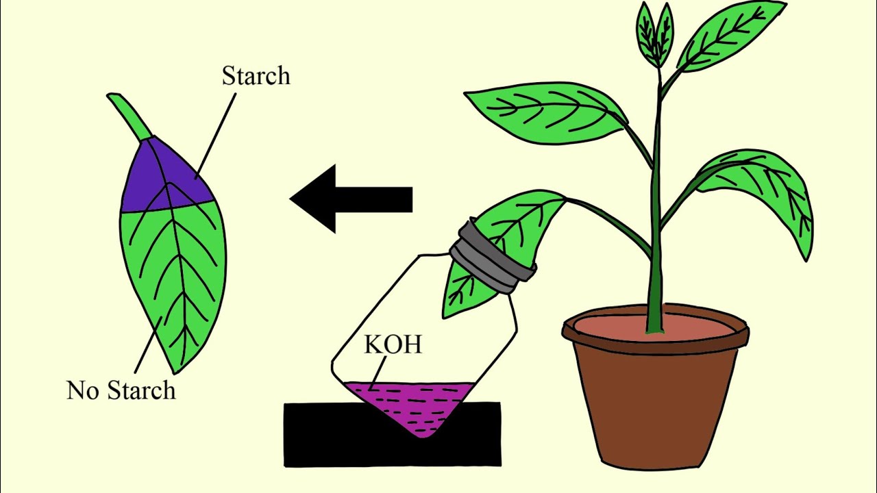 استقصاء حاجة عملية التمثيل الضوئي إلى غاز ثاني أكسيد الكربون للصف التاسع مادة الأحياء