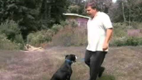 Dog Training - Heel Command Part 2