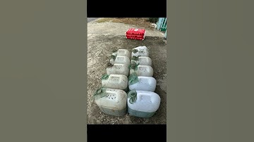 Thác lác giống. Cá nàng hai giống #cá_giống #trại_cá_giống_út_me 0909770509