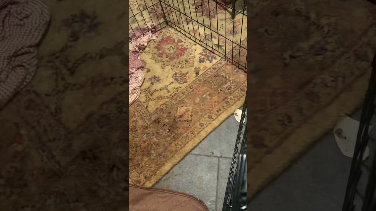 Pitsky bully mix pups