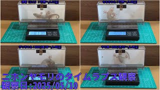 【Memorandum】 2025年05月10日 RPi-Cam-Web-Interfaceを用いたニホンヤモリのTimelapse観察