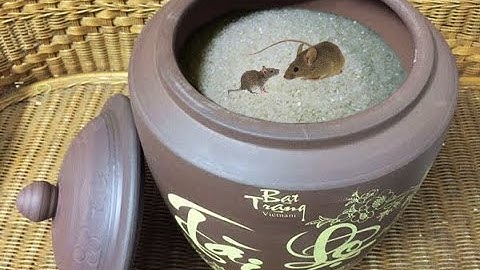 Chuột Sa Hũ Gạo - Bài Học Về Sự Tự Chủ Để Thoát Khỏi Cám Dỗ #hudunggao