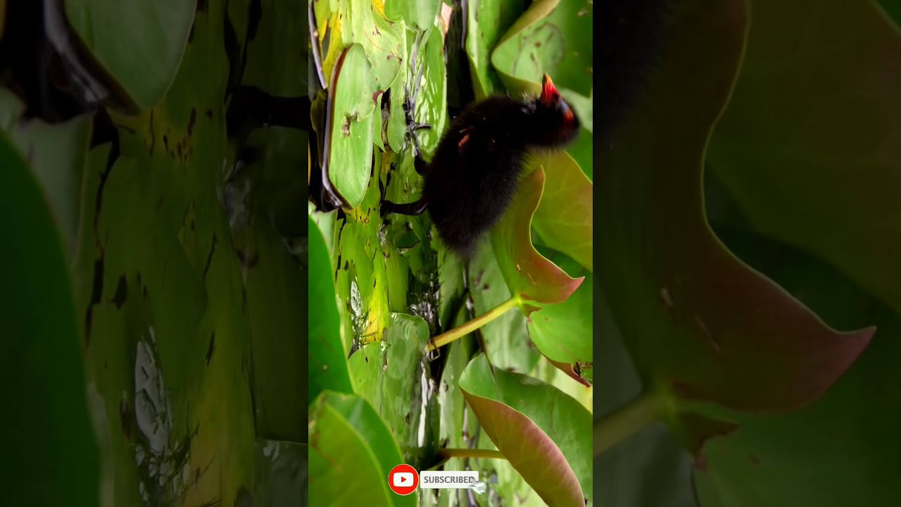Young One Of A Waterhen 