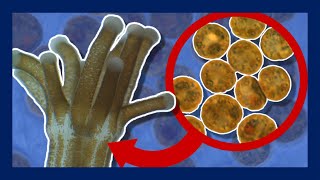 What are Zooxanthellae and why are they important? | Minute Marine Science