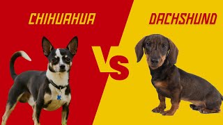 Chihuahua Vs Dachshund : 7 Differences Between Them