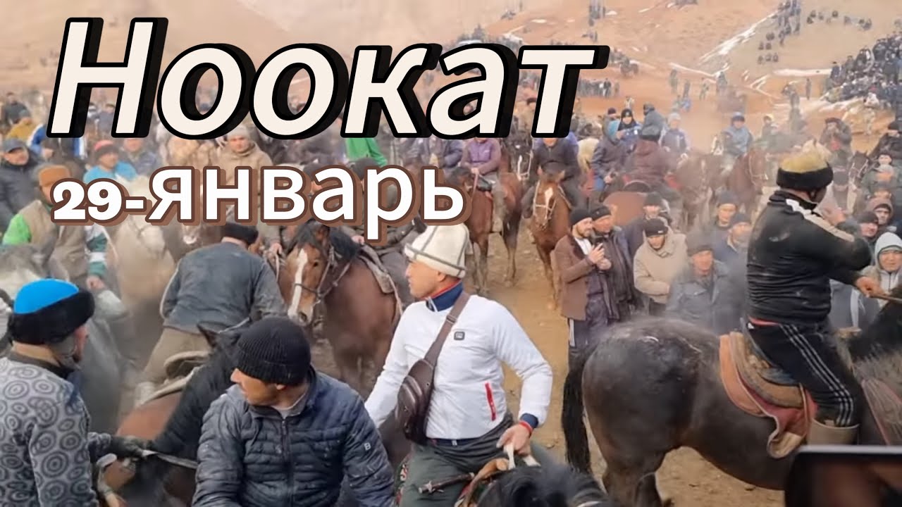 Ноокаттагы Улак 29-январь Аламан Улак
