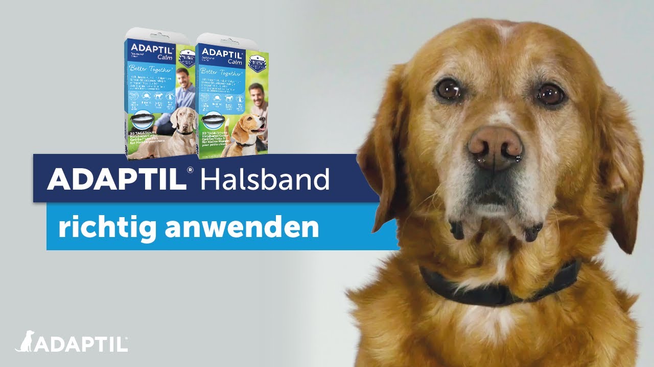 hundefutter mit insekten getrocknetes Insekten Premium-Hundefutter – Sanadog