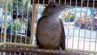 Download Lagu Kapas tembak Suara alam MP3