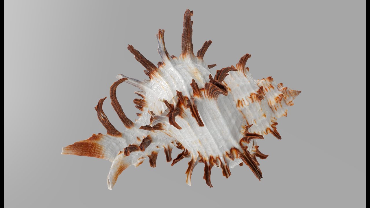 Chicoreus chicoreum Murex Endivia Sea Shell
