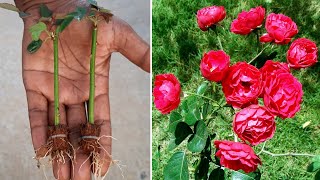 This New Way Of Growing Rose Cuttings With Coconut Husk Only A Few People Know Must Trying