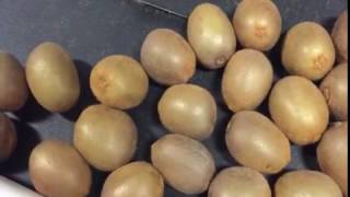 Kiwi Grader